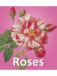 Mega Square - Roses